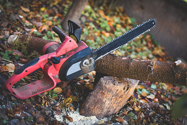 Best Leaf Removal  in North Newton, KS